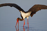 Image. Black Stork