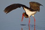 Image. Black Stork