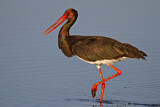 Image. Black Stork