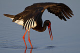 Image. Black Stork