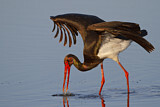 Image. Black Stork