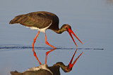Image. Black Stork