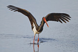 Image. Black Stork