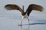 Image. Black Stork