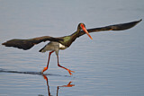 Image. Black Stork