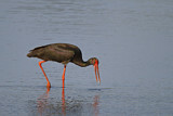 Image. Black Stork