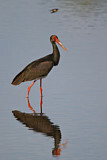 Image. Black Stork
