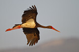 Image. Black Stork