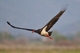 Image. Black Stork