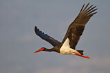 Image. Black Stork