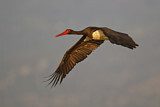 Image. Black Stork
