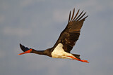 Image. Black Stork