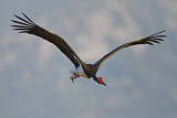 Image. Black Stork