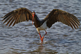 Image. Black Stork
