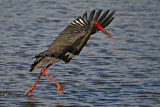 Image. Black Stork