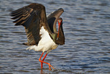 Image. Black Stork