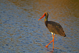 Image. Black Stork