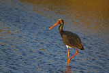 Image. Black Stork