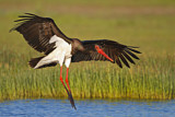 Image. Black Stork