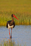Image. Black Stork