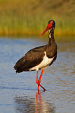 Image. Black Stork