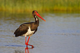 Image. Black Stork