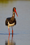 Image. Black Stork