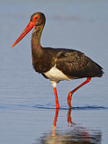 Image. Black Stork
