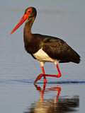 Image. Black Stork