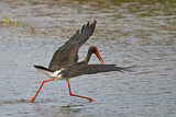 Image. Black Stork