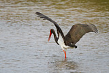Image. Black Stork