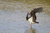 Image. Black Stork