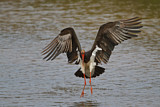 Image. Black Stork