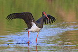Image. Black Stork