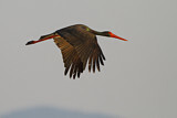 Image. Black Stork