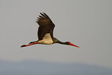 Image. Black Stork