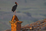 Image. Black Stork