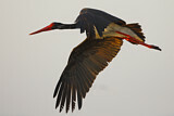 Image. Black Stork