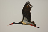 Image. Black Stork