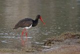 Image. Black Stork