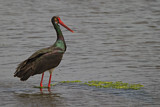 Image. Black Stork