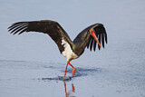 Image. Black Stork