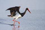 Image. Black Stork
