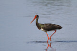 Image. Black Stork