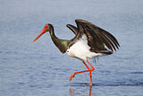Image. Black Stork