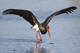 Image. Black Stork