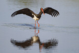 Image. Black Stork