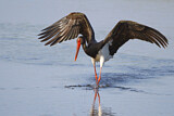 Image. Black Stork