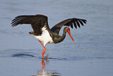 Image. Black Stork