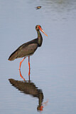 Image. Black Stork